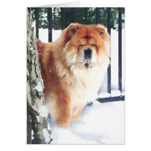 CHLOE IN THE SNOW heARTdog chow