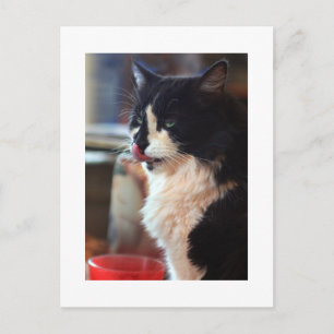 Chloe Licks Postcard
