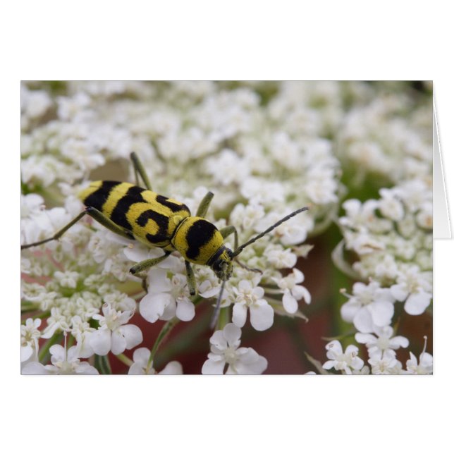 Chlorophorus varius (Front Horizontal)