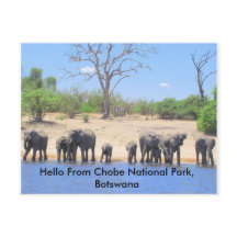 Chobe Elephant Post Cards