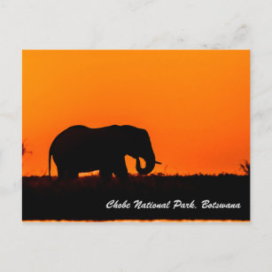 Chobe National Park Postcard