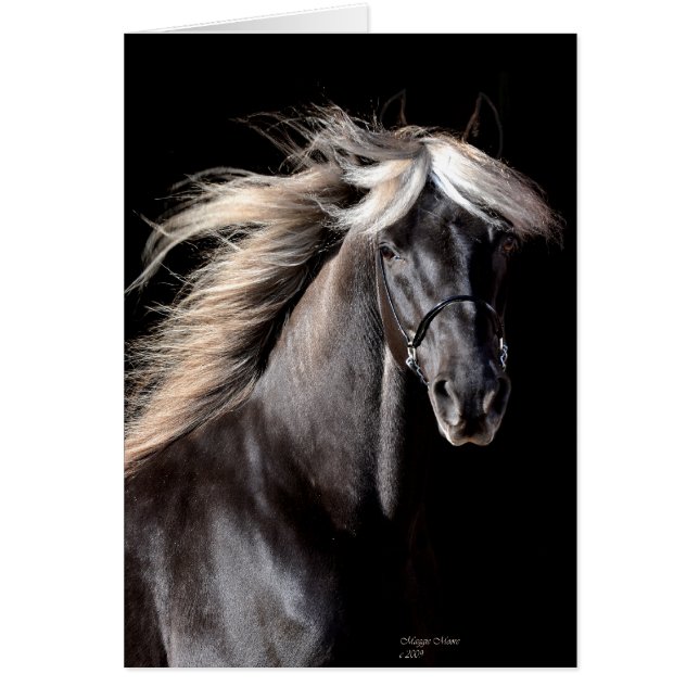 Choco Rocky Mountain Horse (Front)