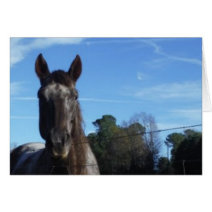 Chocolat au lait Cheval Brown en bleu