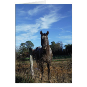 Chocolat au lait Cheval Brown en bleu
