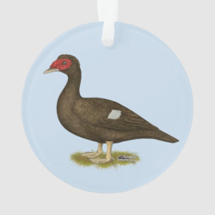 Chocolat de canard de Muscovy