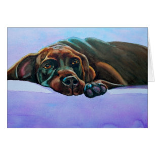 Chocolat détendu chien de laboratoire