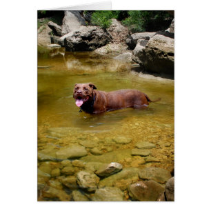 Chocolat Lab Pit Mélanger Chien dans Trou de nage