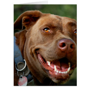Chocolat Lab Pit Mix Chien joyeux sourire