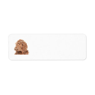 Chocolat Labradoodle
