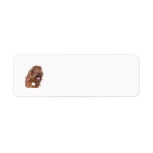 Chocolat Labradoodle