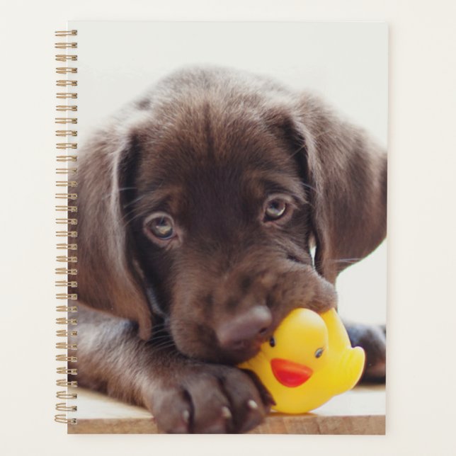 Chocolat Labrador Chiot Avec Canard De Jouet (Devant)