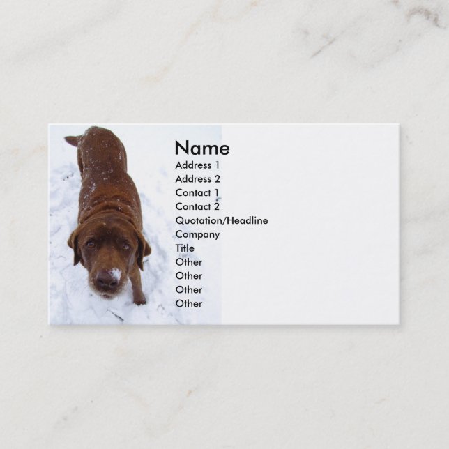 Chocolat Labrador dans le carte de visite de neige (Devant)