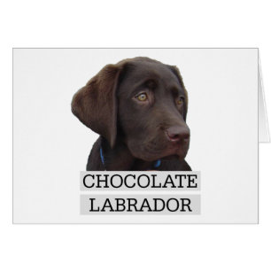 Chocolat Labrador Design unique!