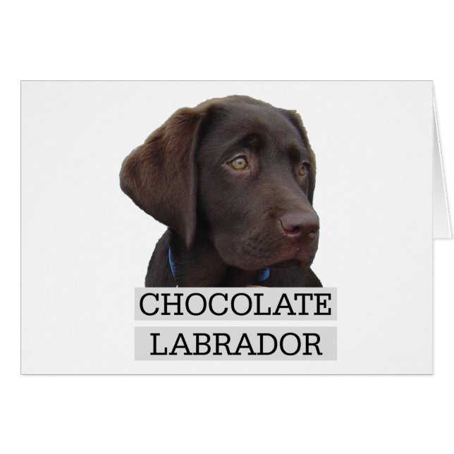 Chocolat Labrador Design unique! (Devant horizontal)