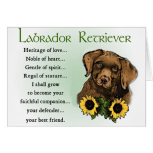 Chocolat Labrador Retriever Puppy Gifts