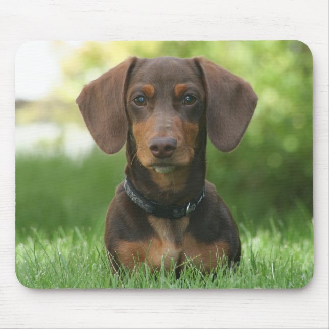 Chocolate and Tan Dachshund - Doxie Mouse Pad (Front)