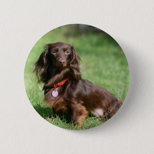 Chocolate and Tan Long-haired Miniature Dachshund 2 Inch Round Button (Front)