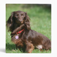 Chocolate and tan hotsell long haired mini dachshund