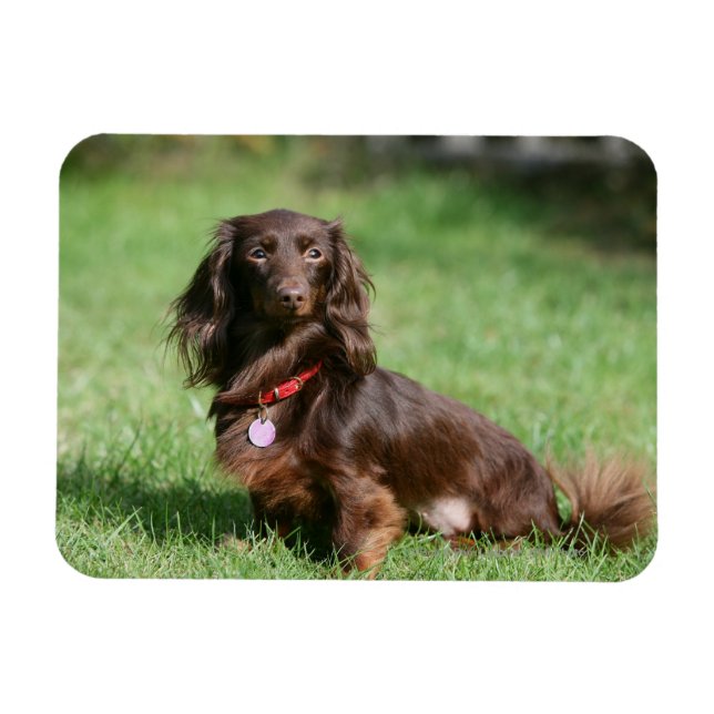Chocolate and Tan Long-haired Miniature Dachshund Magnet (Horizontal)