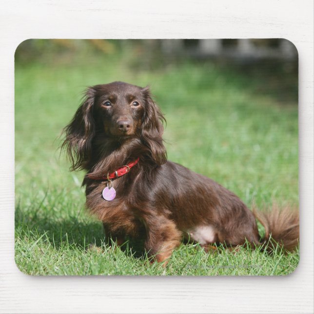 Chocolate and Tan Long-haired Miniature Dachshund Mouse Pad (Front)