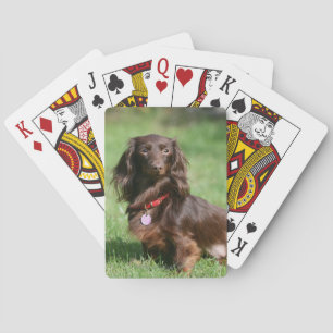 Chocolate and Tan Long-haired Miniature Dachshund Playing Cards