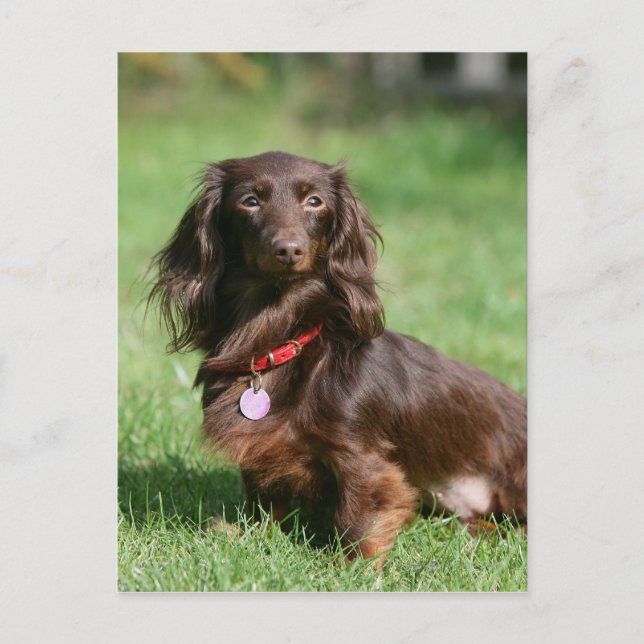 Chocolate and Tan Long-haired Miniature Dachshund Postcard (Front)