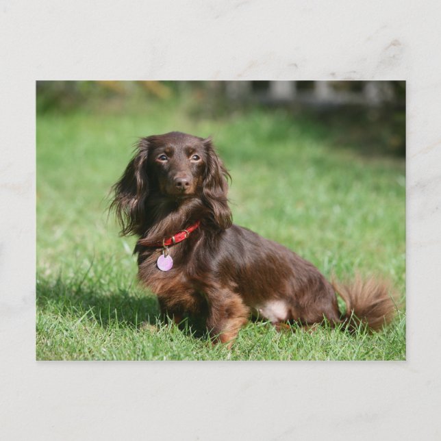 Chocolate and Tan Long-haired Miniature Dachshund Postcard (Front)