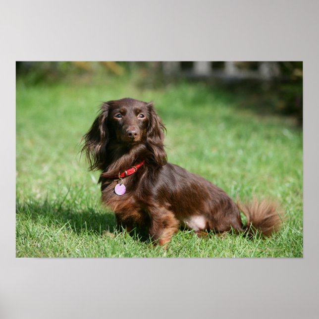 Chocolate and Tan Long-haired Miniature Dachshund Poster (Front)