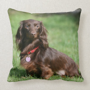 Chocolate and Tan Long-haired Miniature Dachshund Throw Pillow