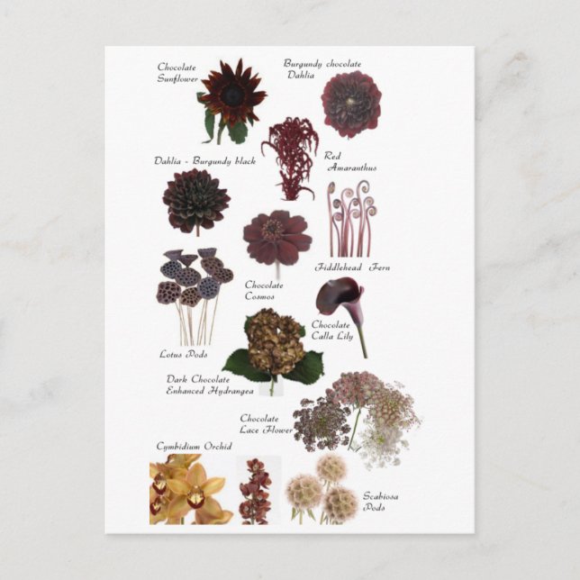 Chocolate brown flowers postcard (Front)