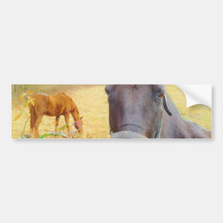 Chocolate Brown horse Bumper Sticker