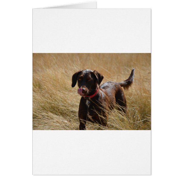 Chocolate Brown Labrador Retriever (Front)