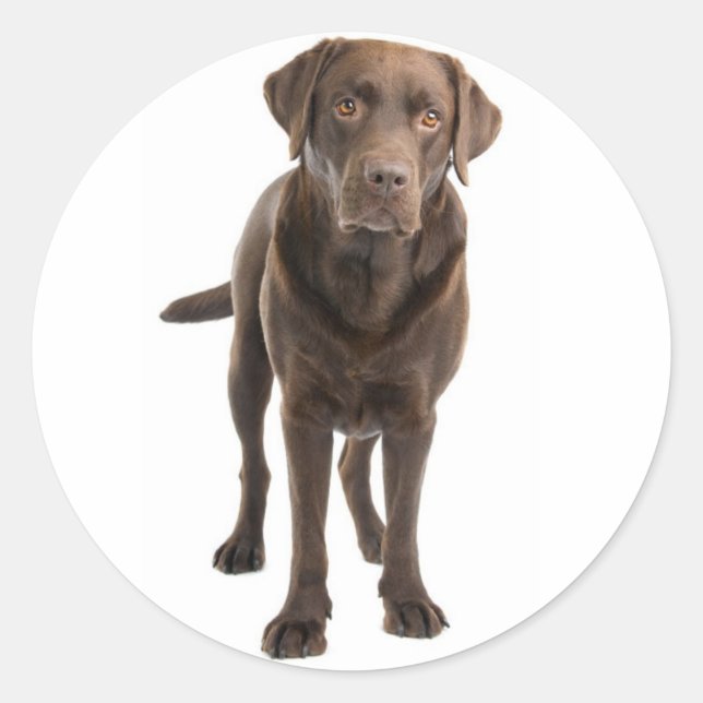 Chocolate Brown Labrador Retriever Dog Sticker (Front)