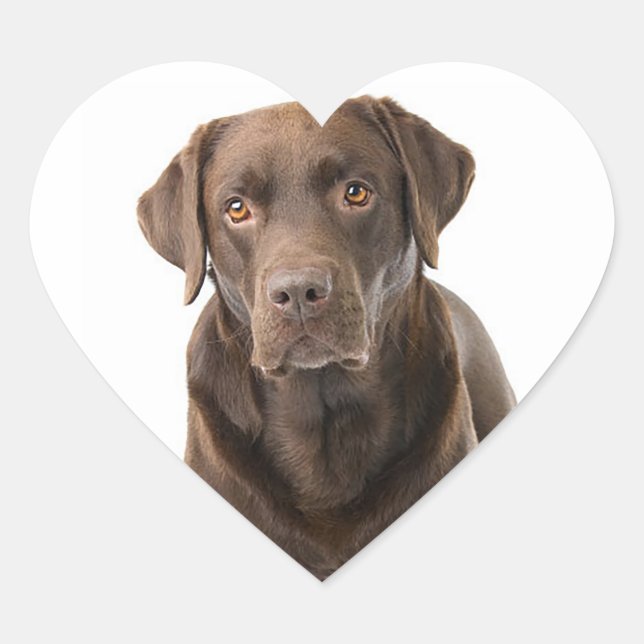 Chocolate Brown Labrador Retriever Puppy Dog Heart Heart Sticker (Front)