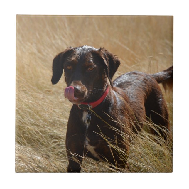 Chocolate Brown Labrador Retriever Tile (Front)