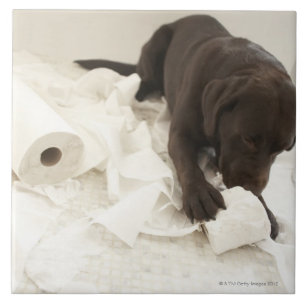 Chocolate brown labrador. tile