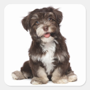 Chocolate Brown & White Havanese Puppy Dog Sticker