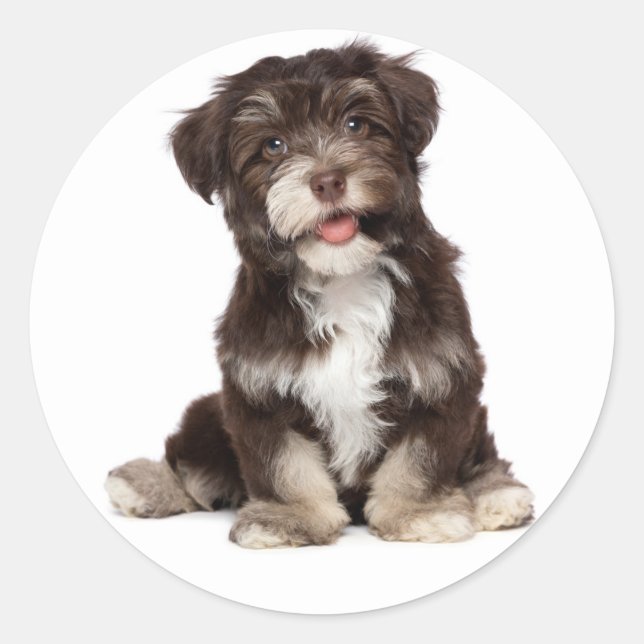Chocolate Brown & White Havanese Puppy Dog Sticker (Front)