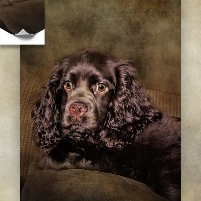 Chocolate Cocker Spaniel Poster (Creator Uploaded)
