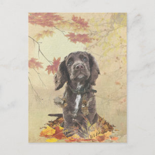 Chocolate cocker spaniel puppy    postcard