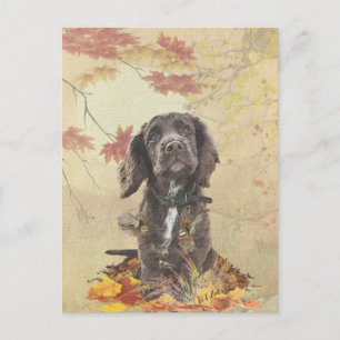 Chocolate cocker spaniel puppy    postcard