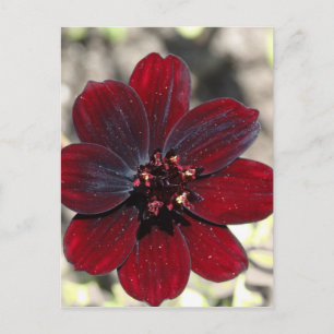 Chocolate Cosmos Flower Postcard