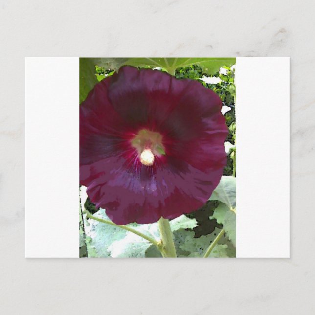 Chocolate Hollyhock Postcard (Front)