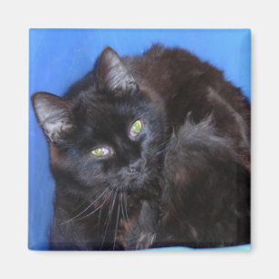 CHOCOLATE KITTY MAGNET