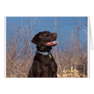 Chocolate Lab