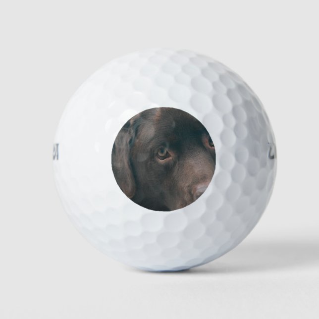 chocolate-lab-14 golf balls (Front)
