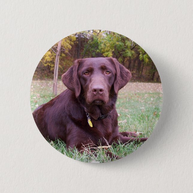 Chocolate Lab 2 Inch Round Button (Front)
