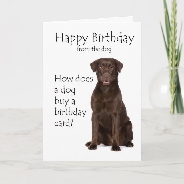 Chocolate Lab Birthday Card (Front)