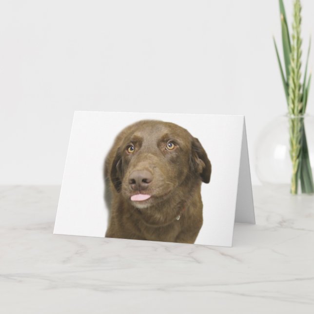 Chocolate Lab Birthday Card (Front)
