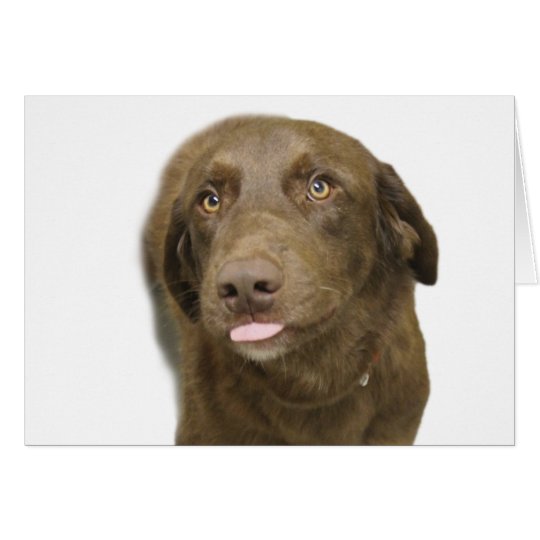 Chocolate Lab Birthday Card